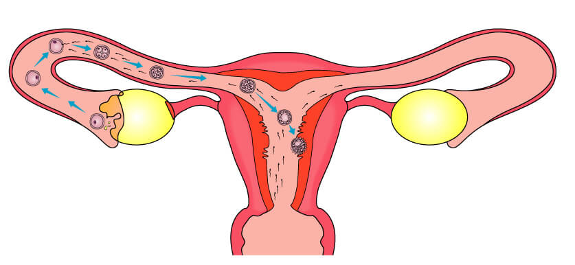 Процесс овуляции у женщин